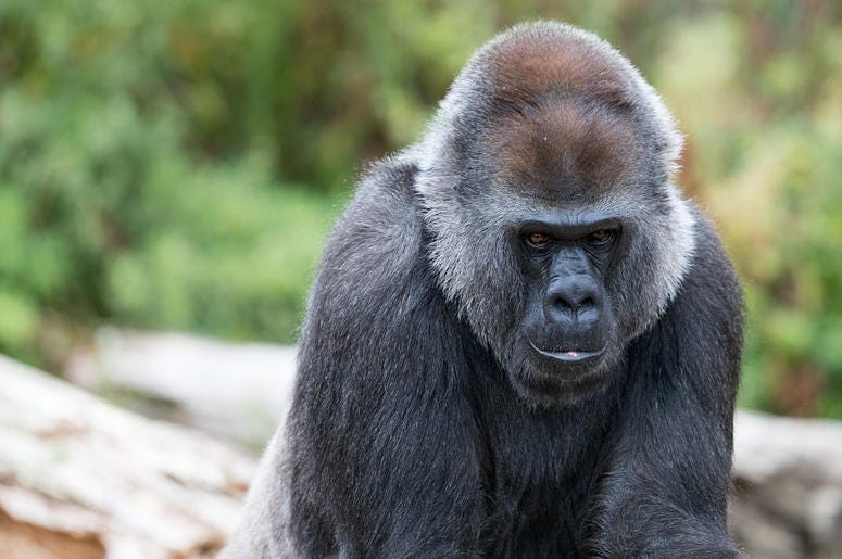gorilla gorilla