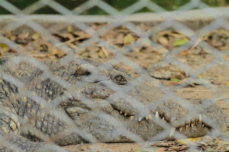 Alligator, Crocodile, Chain Link Fence, Ground Alligator, Crocodile, Chain Link Fence, Ground