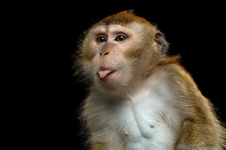 Long Tailed Monkey