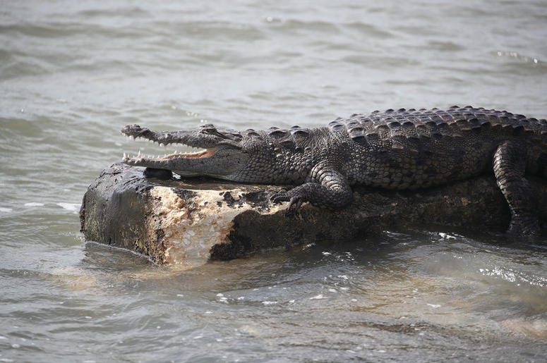 Crocodile Crocodile