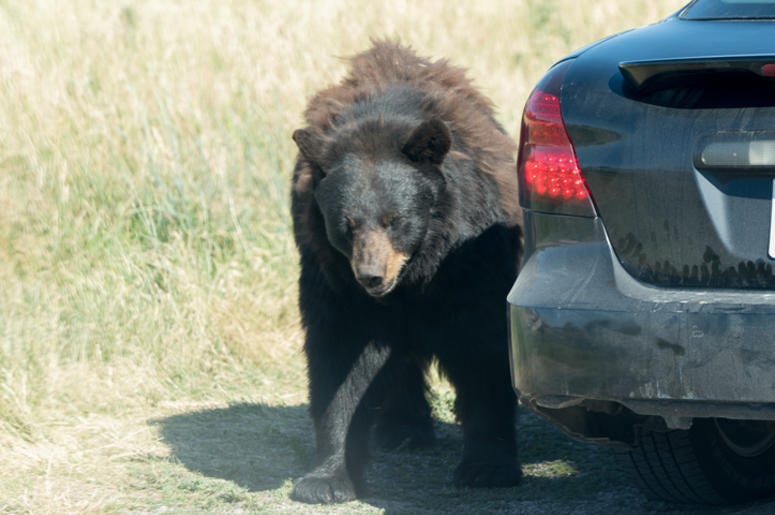 Bear Near A Car