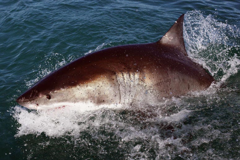 great white shark