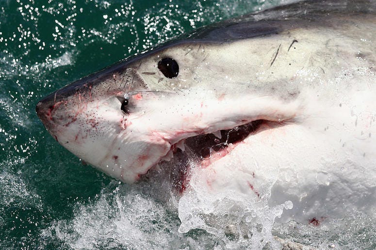 great white shark great white shark