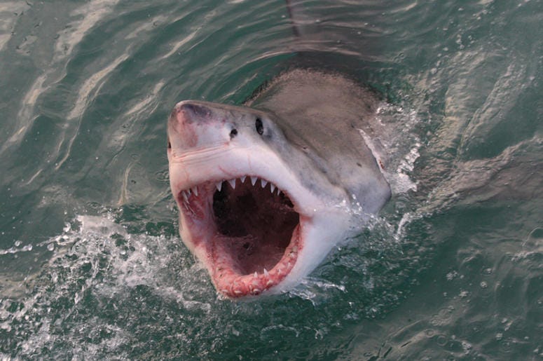 Great White Shark