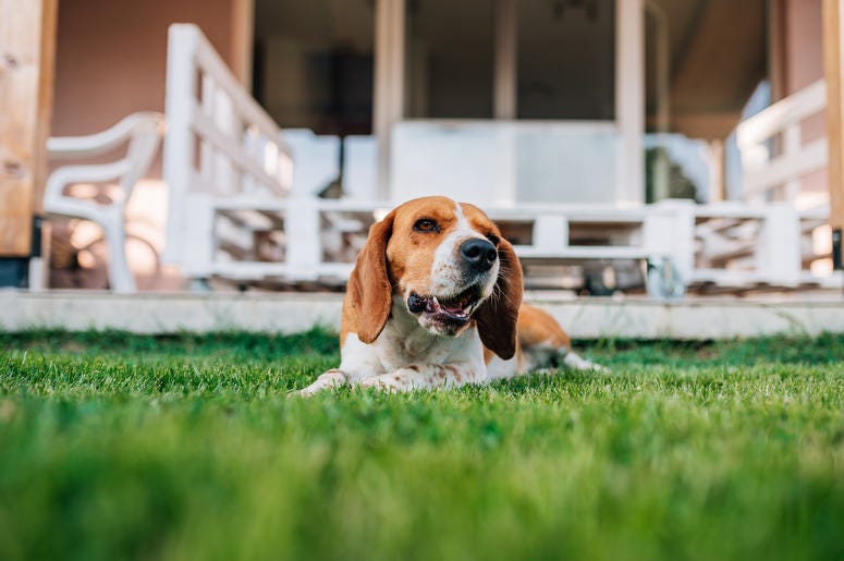 Dog on the lawn