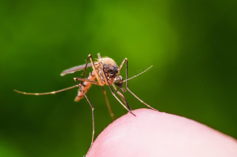 Mosquito, Finger, Bite, Insect Bite, Green Background Mosquito, Finger, Bite, Insect Bite, Green Background