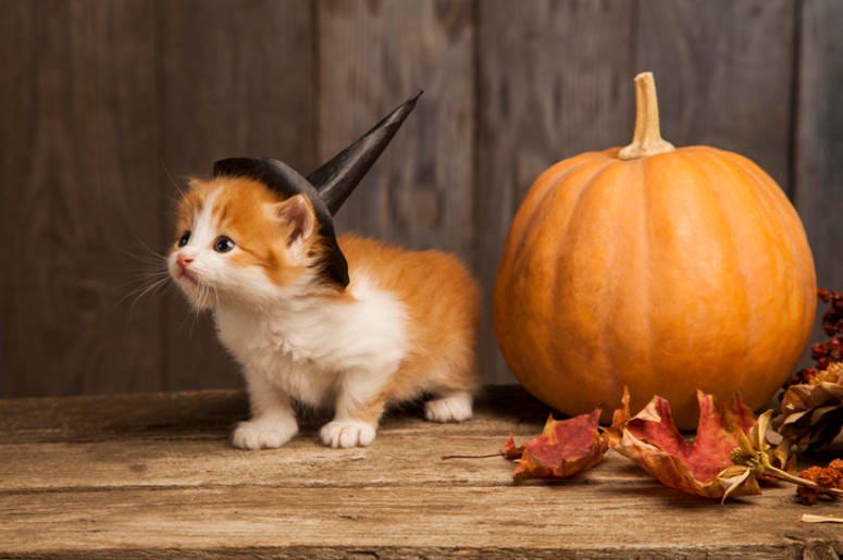 Halloween_Cat Halloween_Cat