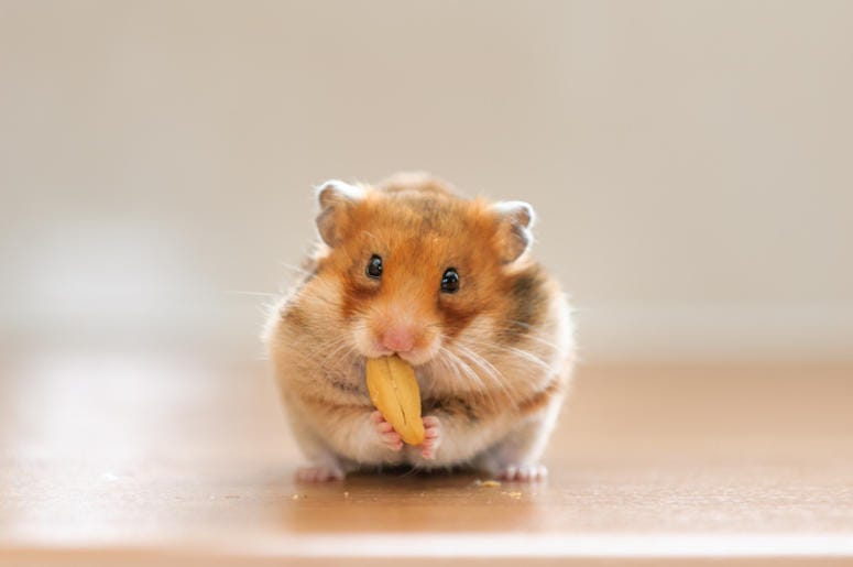 Hamster Hamster