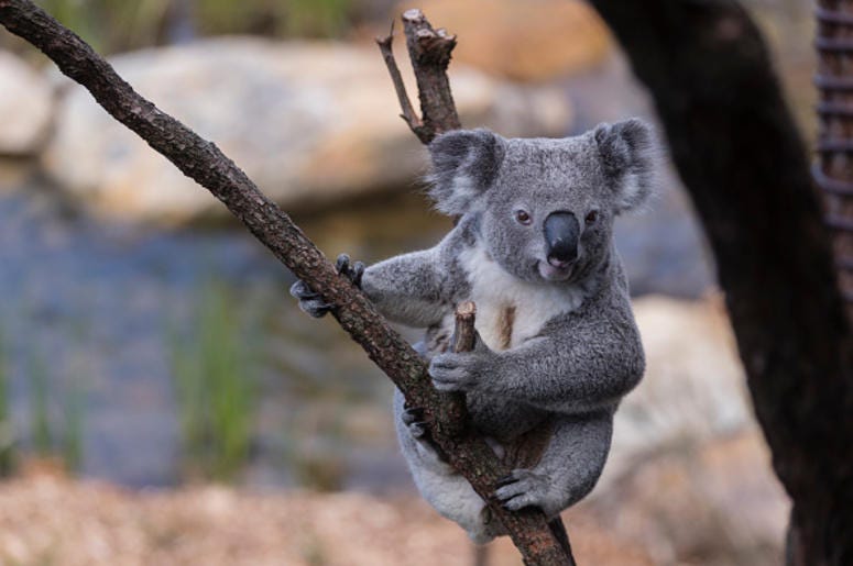 Koala Koala
