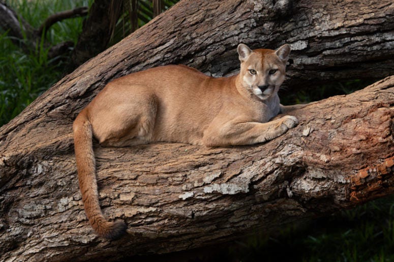 Puma Puma
