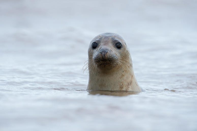 Seal Seal