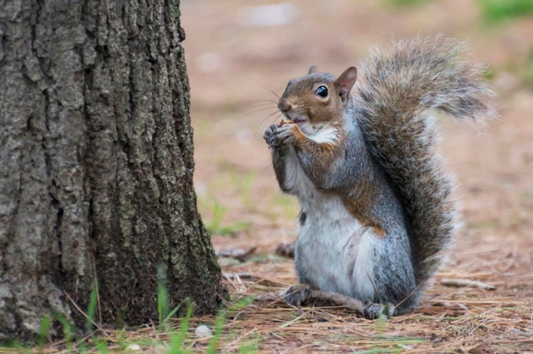 Squirrel Squirrel