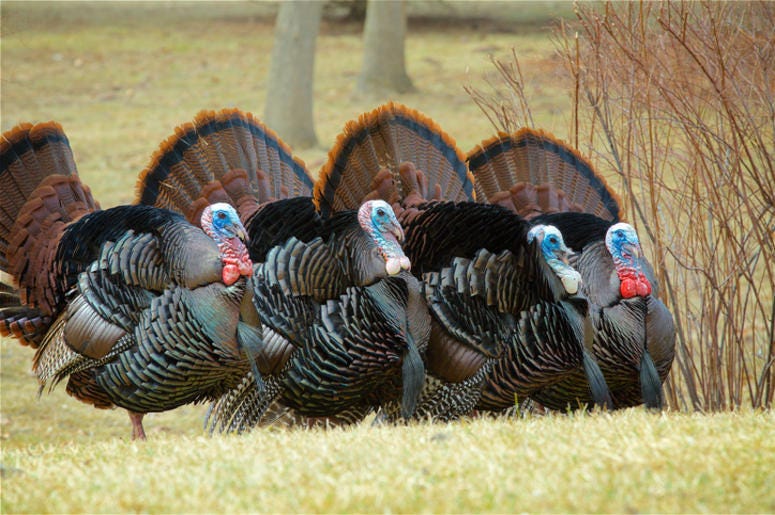 Wild_Turkeys Wild_Turkeys