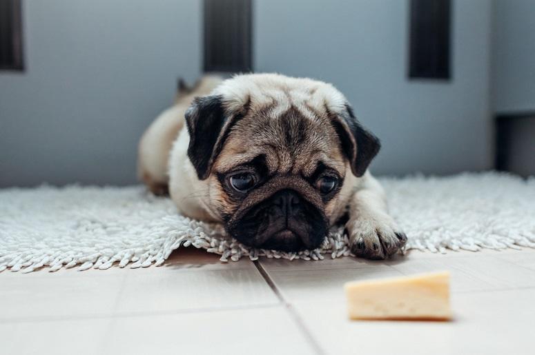 dog_cheese dog_cheese