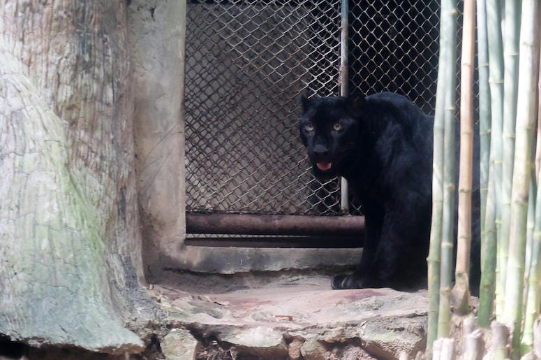 Young Jaguar, Zoo, Fence, Thailand Young Jaguar, Zoo, Fence, Thailand