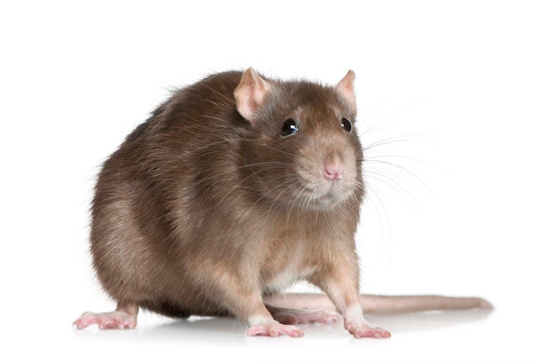 Rat, Isolated, White Background Rat, Isolated, White Background
