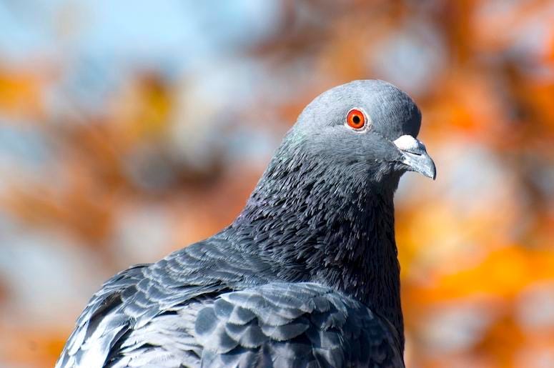 Pigeon, Rock Dove, Bird, Orange Eyes Pigeon, Rock Dove, Bird, Orange Eyes