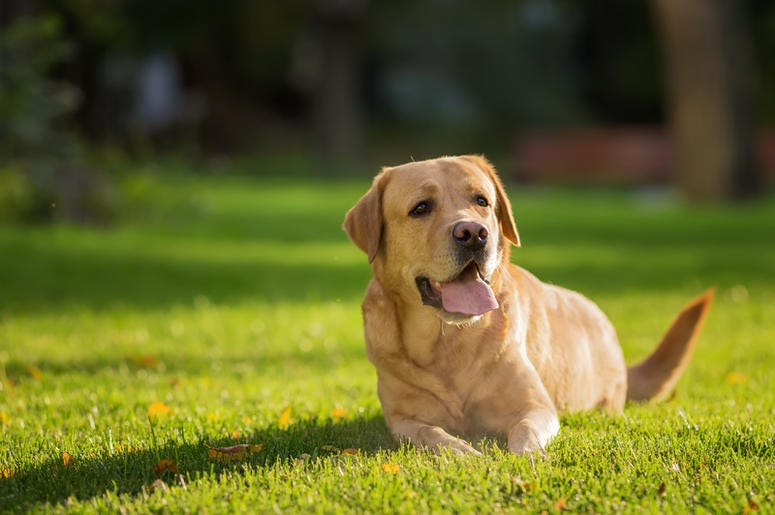 dog dog