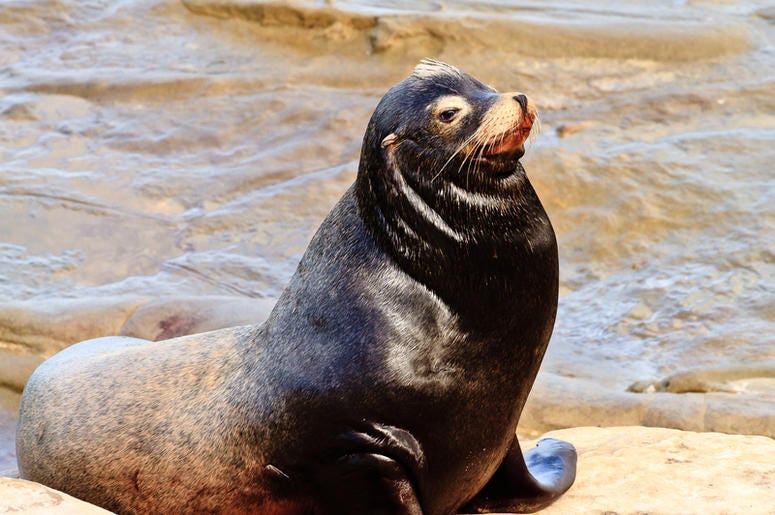 sea lion sea lion