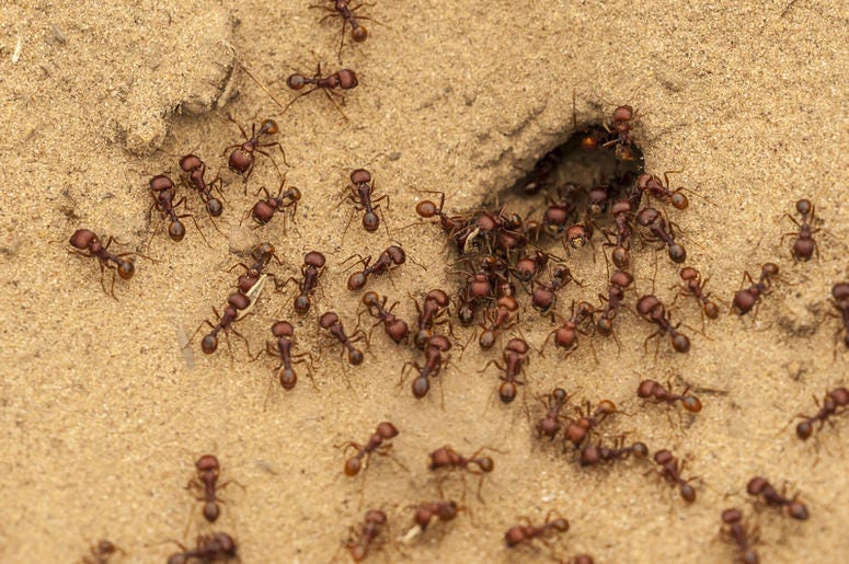 ants ants