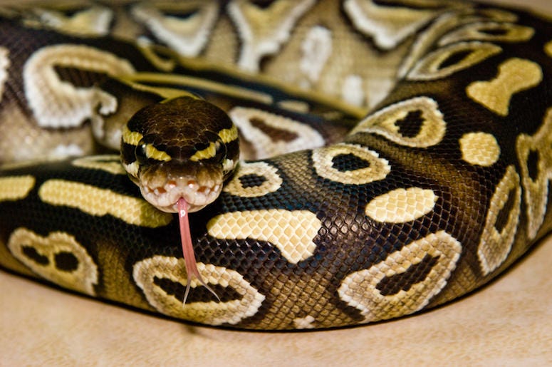 Python, Snake, Curled, Tongue Python, Snake, Curled, Tongue