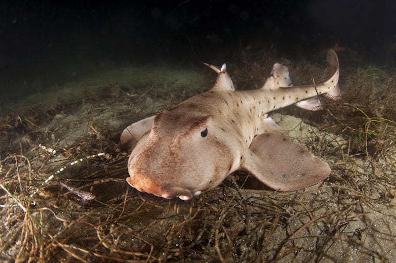 Horn Shark, Ocean, Seaweed Horn Shark, Ocean, Seaweed