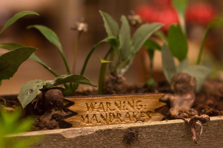 Harry Potter, Mandrake, Root Harry Potter, Mandrake, Root