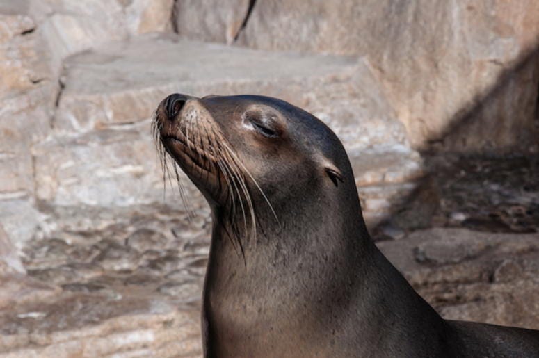 Fur Seal, Sea Lion, Sunbathing Fur Seal, Sea Lion, Sunbathing