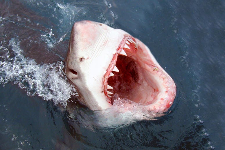 Shark, Great White, Bite, Attack, Teeth Shark, Great White, Bite, Attack, Teeth