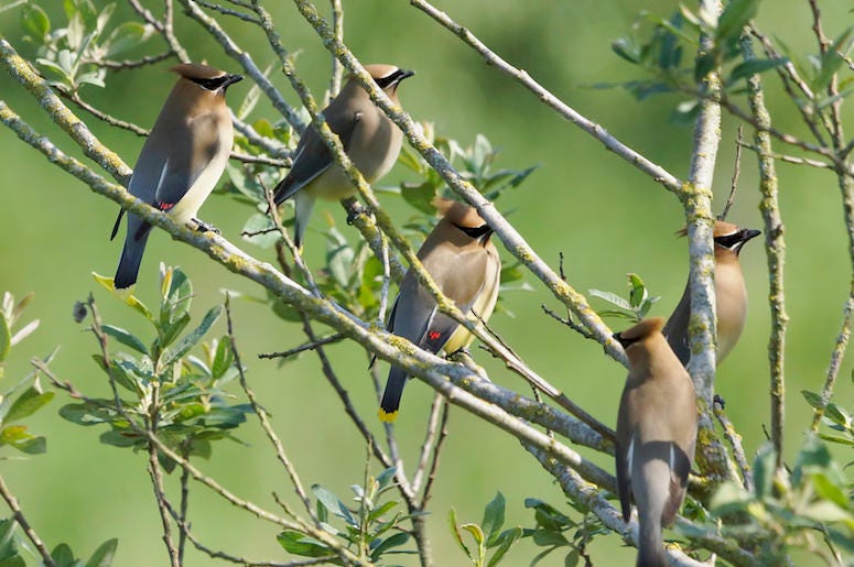 Cedar Waxwings, Birds, Tree, Branches Cedar Waxwings, Birds, Tree, Branches