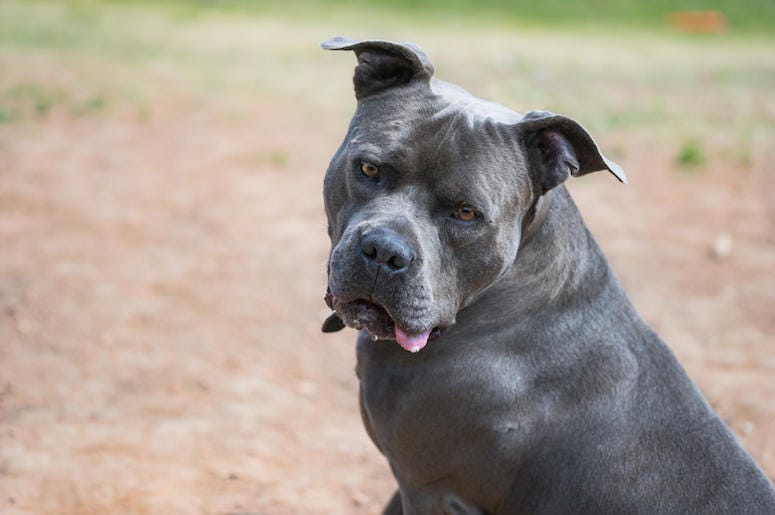 American Bully, Goofy, Dog, Tongue American Bully, Goofy, Dog, Tongue