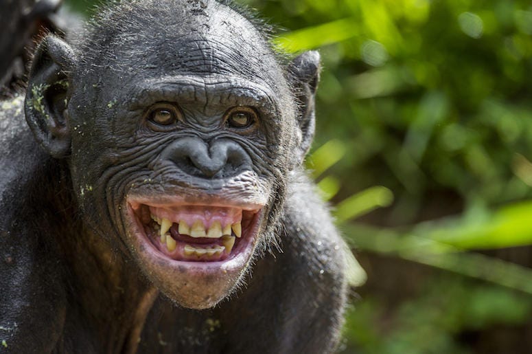 Chimp, Chimpanzee, Smile, Teeth Chimp, Chimpanzee, Smile, Teeth
