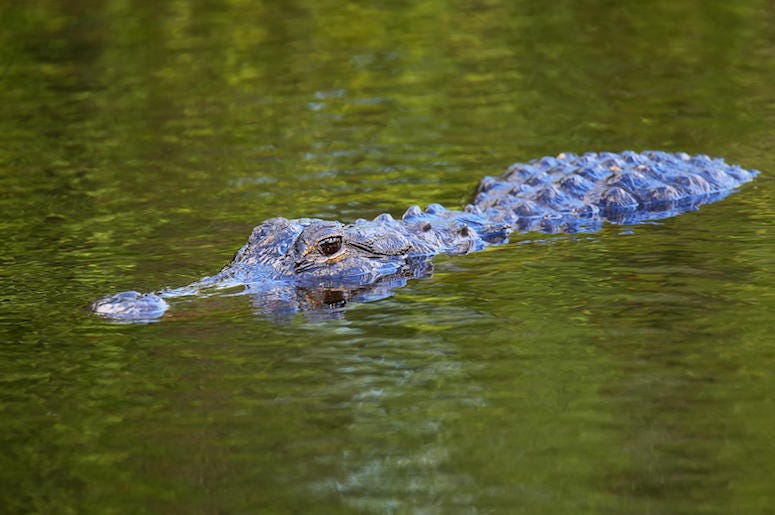 Alligator, Swimming, Eyes Alligator, Swimming, Eyes