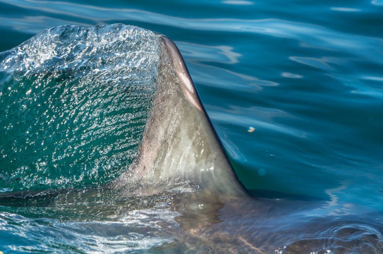 Shark, Fin, Ocean, Swimming Shark, Fin, Ocean, Swimming