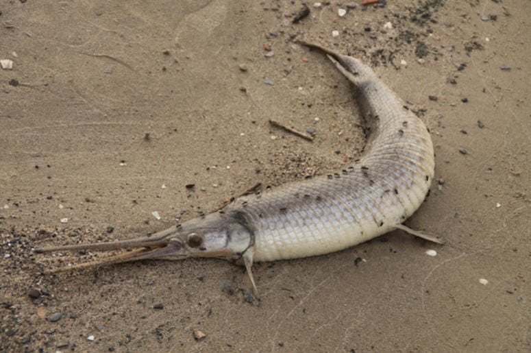 Alligator Gar, Fish, Beach Alligator Gar, Fish, Beach