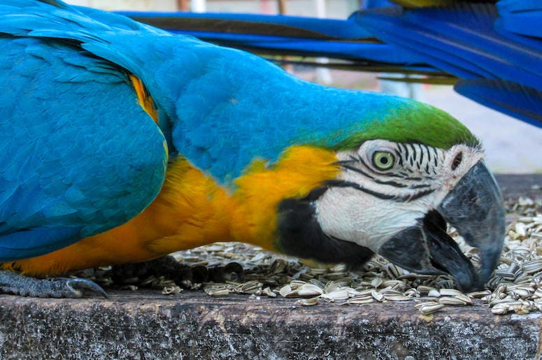 Blue Gold Macaw Parrot, Bird Blue Gold Macaw Parrot, Bird