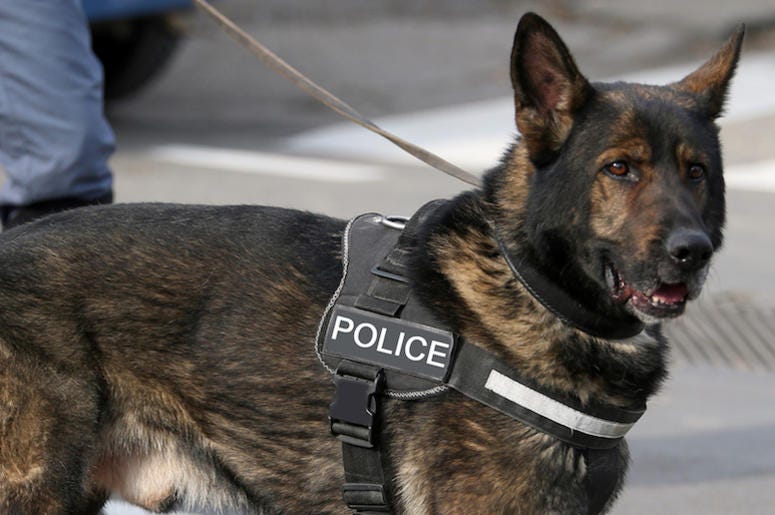 Police Dog, Vest, German Shepherd Police Dog, Vest, German Shepherd