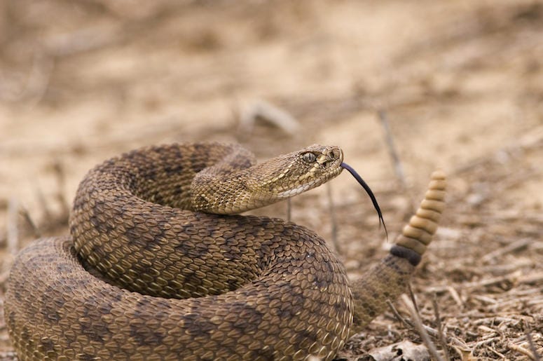Rattlesnake, Desert Rattlesnake, Desert