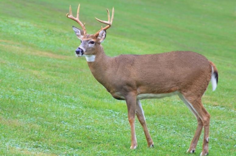 Deer