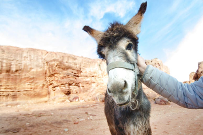 Donkey