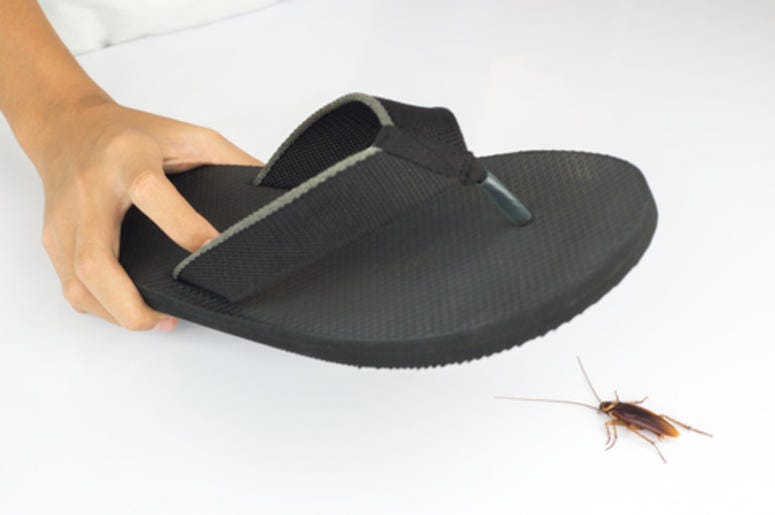 Shoe and roach