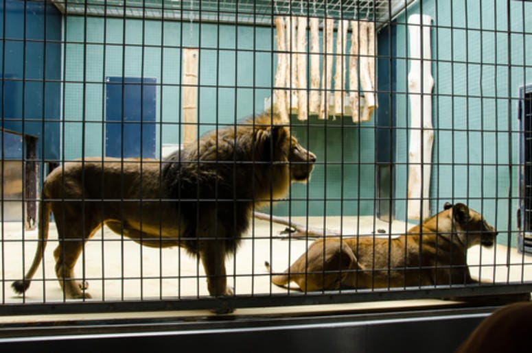 Big Cats in a cage