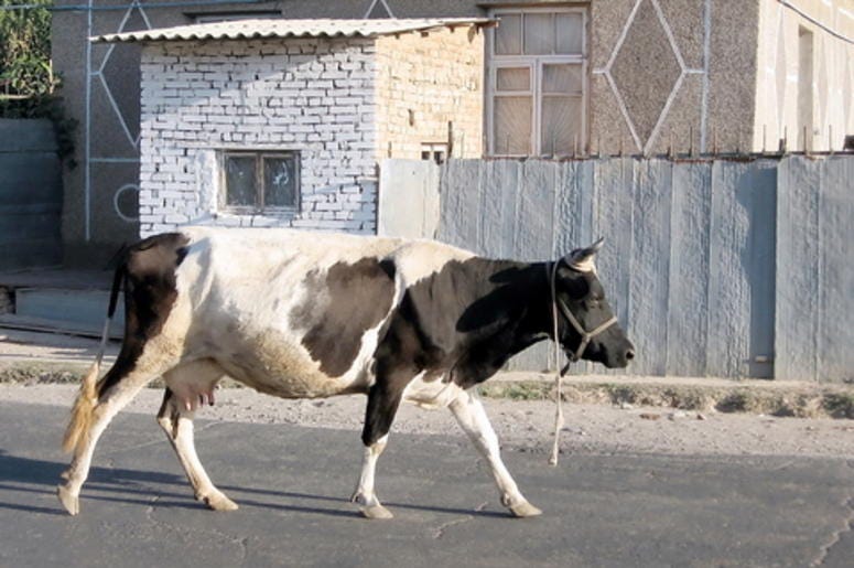 Cow in the street