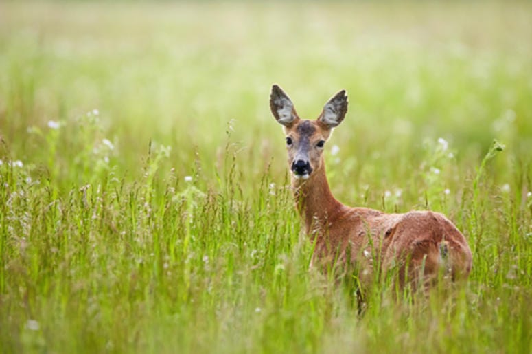 Doe