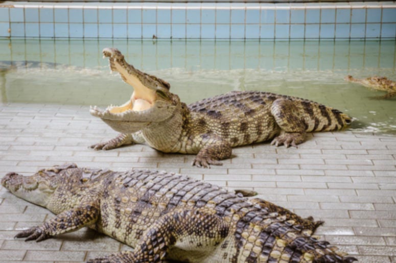 Alligator Farm