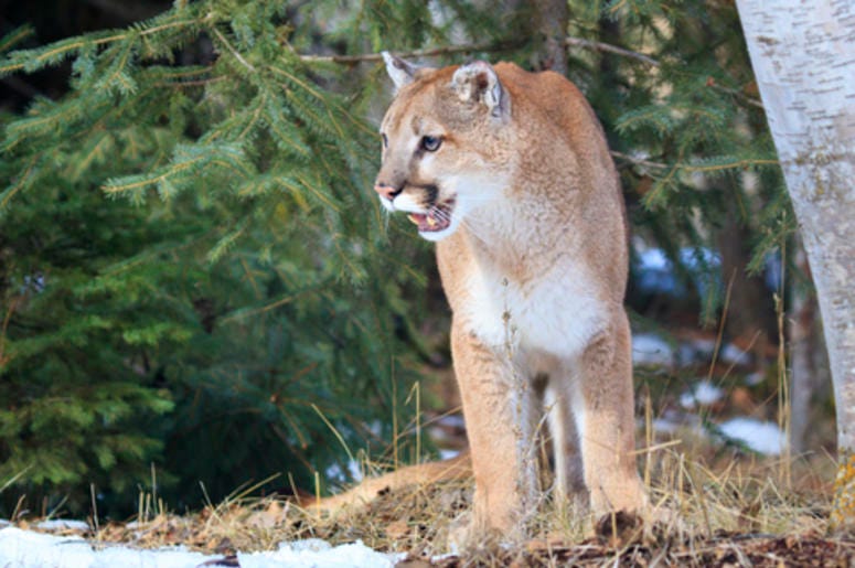 Mountain Lion