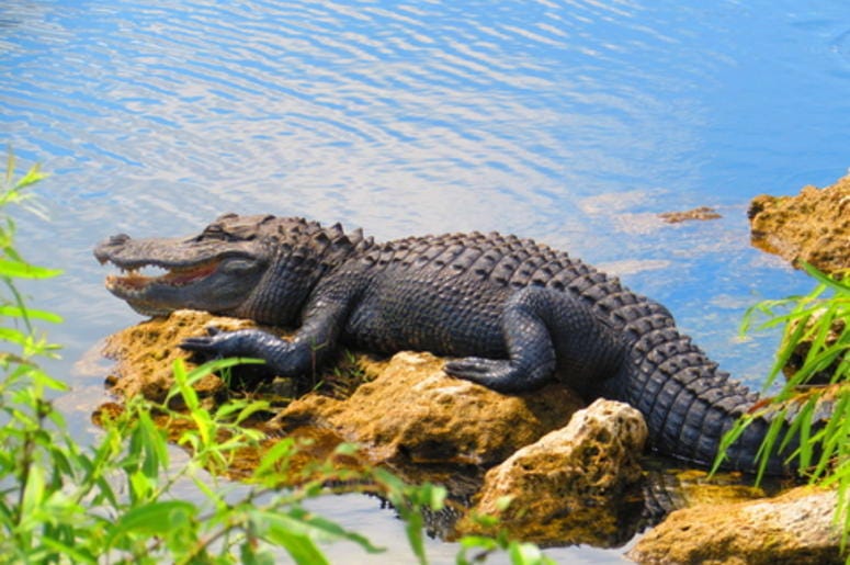Alligator