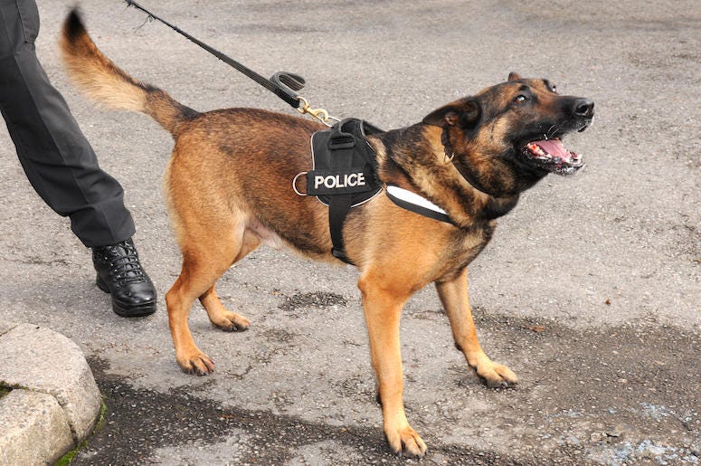 Police Dog, Bite, Lunge, Teeth, Bark Police Dog, Bite, Lunge, Teeth, Bark