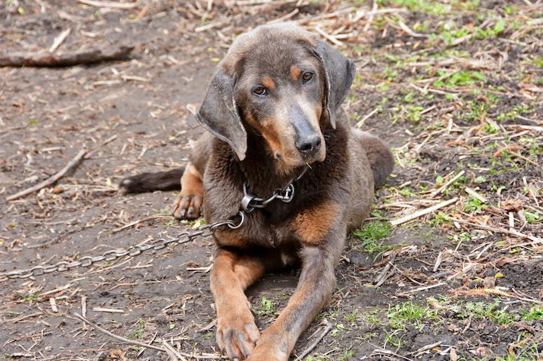 Sad, Lonely, Dog, Chained, Outside Sad, Lonely, Dog, Chained, Outside