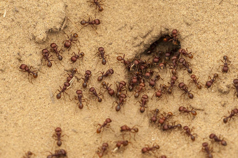 Ants, Anthill, Swarm Ants, Anthill, Swarm
